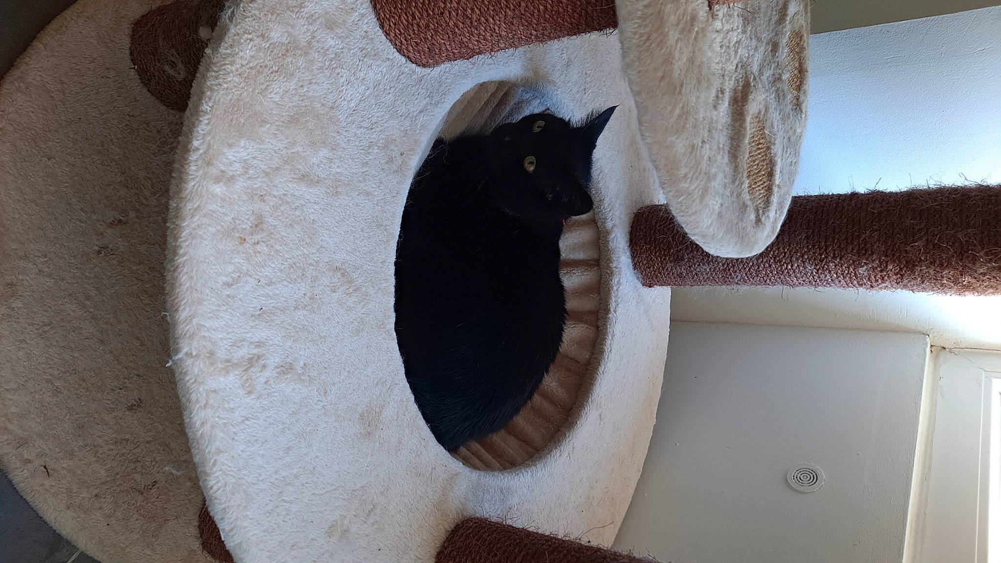 Batman participe au concours pour gagner de l'argent avec cette photo : black_cat, carnivore, cat, cat_supply, comfort, domestic_short_haired_cat, door, felidae, flooring, fur, grey, hardwood, house, room, small_to_medium_sized_cats, stairs, tail, whiskers, window, wood