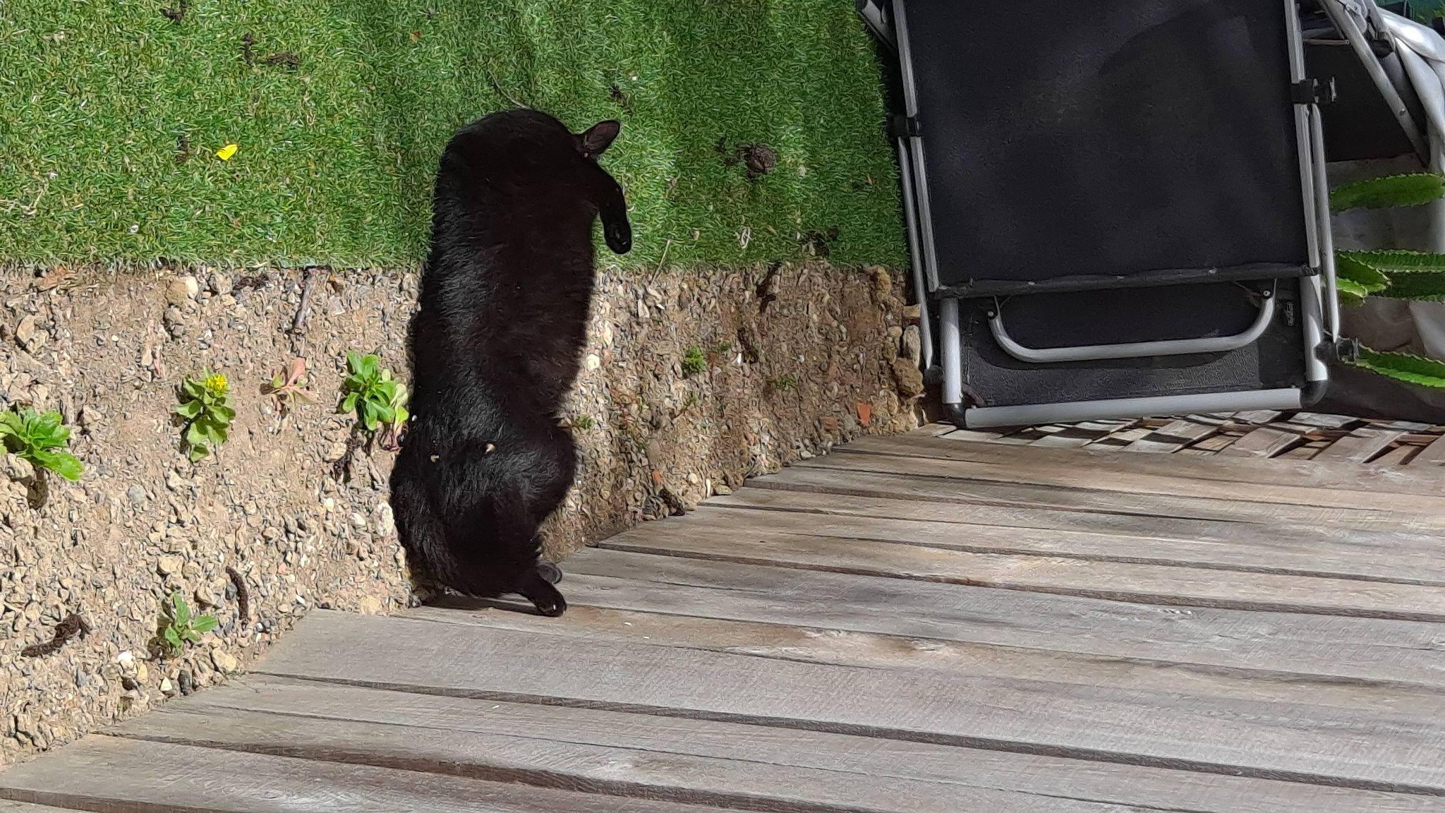 Batman participe au concours pour gagner de l'argent avec cette photo : canidae, carnivore, dog_breed, door, felidae, flooring, fur, grass, hardwood, plant, road_surface, small_to_medium_sized_cats, sporting_group, tail, terrestrial_animal, tints_and_shades, whiskers, wildlife, window, wood