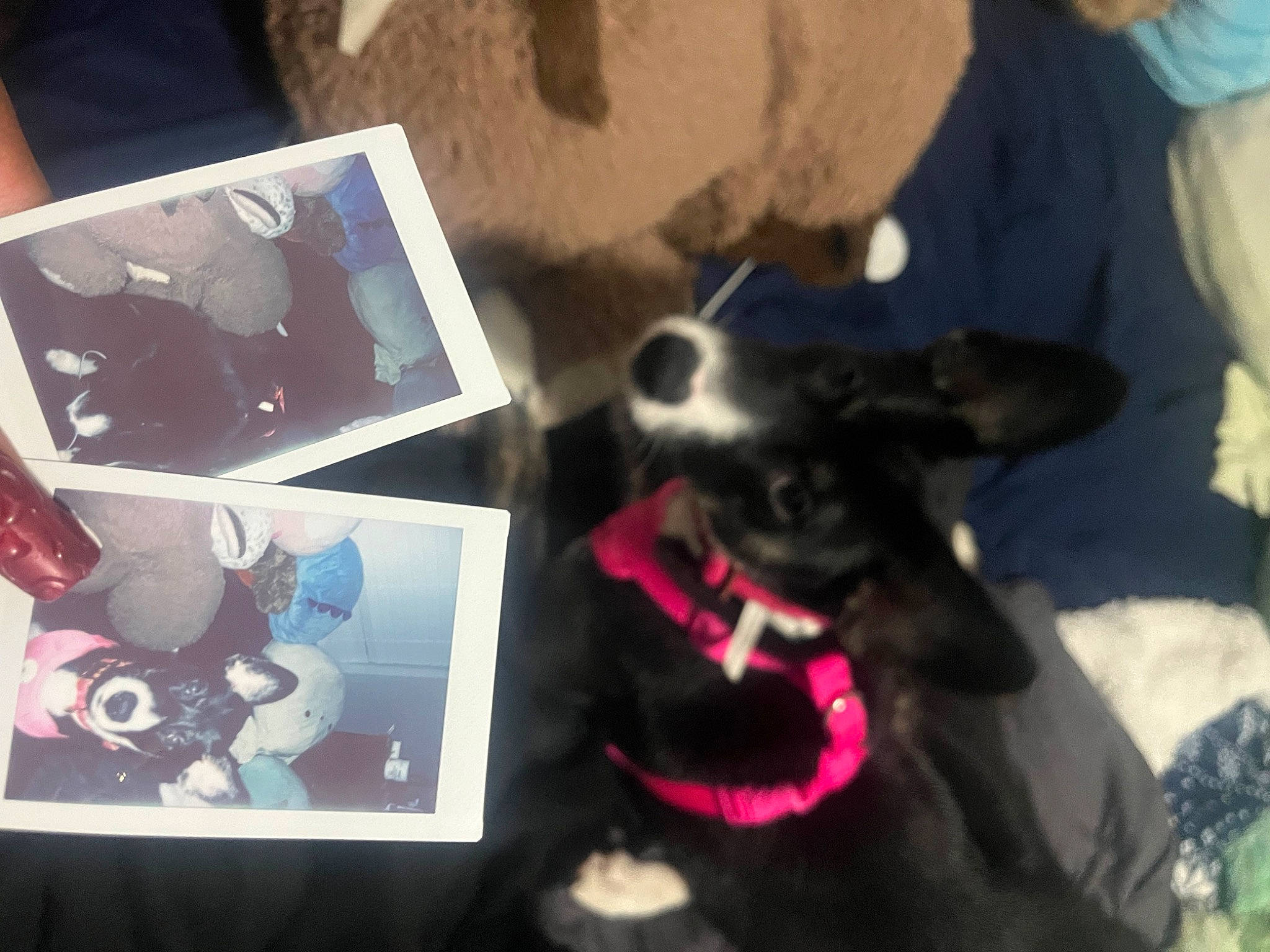 Reya is registered to the contest to win money with this photo: canidae, carmine, carnivore, companion_dog, dog, dog_breed, event, eyewear, fawn, felidae, formal_wear, fun, fur, gadget, guard_dog, magenta, sporting_group, toy_dog, whiskers, working_animal