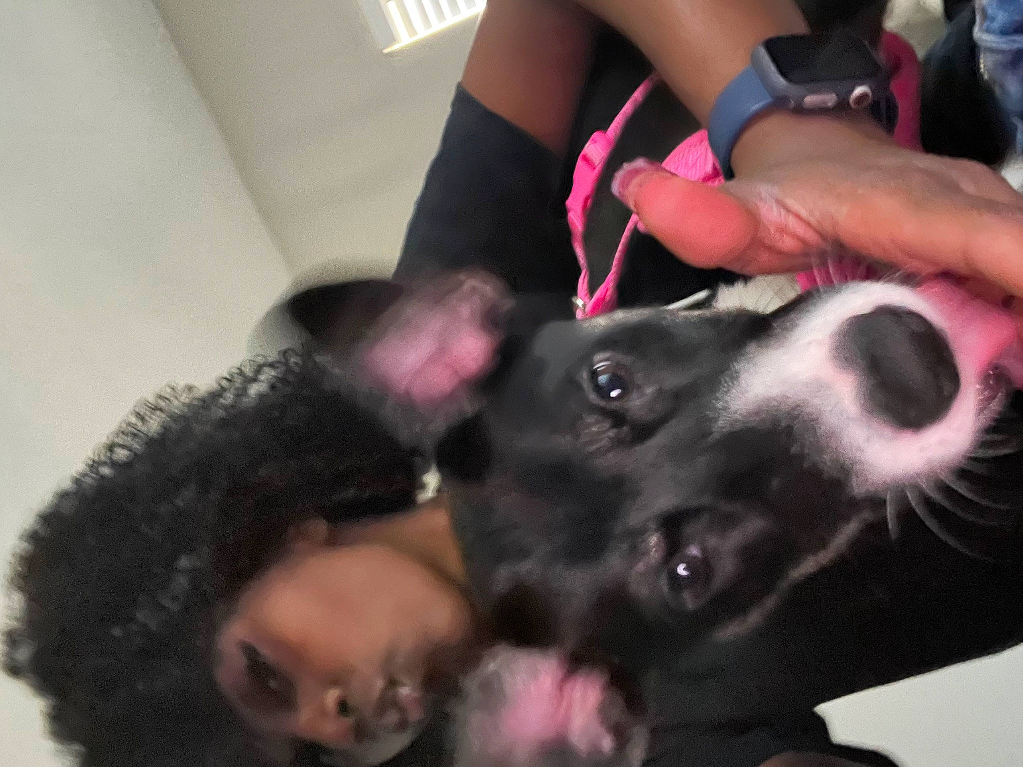 Reya is registered to the contest to win money with this photo: carnivore, companion_dog, dog, dog_breed, dog_collar, ear, fawn, fun, fur, gesture, guard_dog, human_leg, interaction, jaw, knee, nail, selfie, snout, thigh, wrist