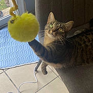 Apy participe au concours pour gagner de l'argent avec cette photo : cat, tabby, toy, yellow, paw, chair, indoor, tile_floor, curious, pet, feline, window, mat, playful, domestic_animal, fur, whiskers, green_eyes, raised_paw, household