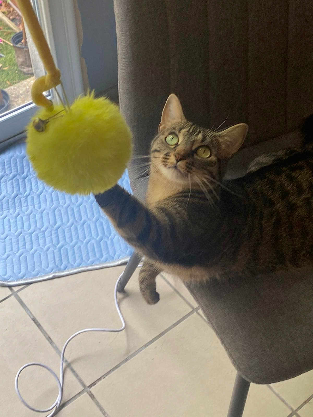 Apy participe au concours pour gagner de l'argent avec cette photo : cat, tabby, toy, yellow, paw, chair, indoor, tile_floor, curious, pet, feline, window, mat, playful, domestic_animal, fur, whiskers, green_eyes, raised_paw, household