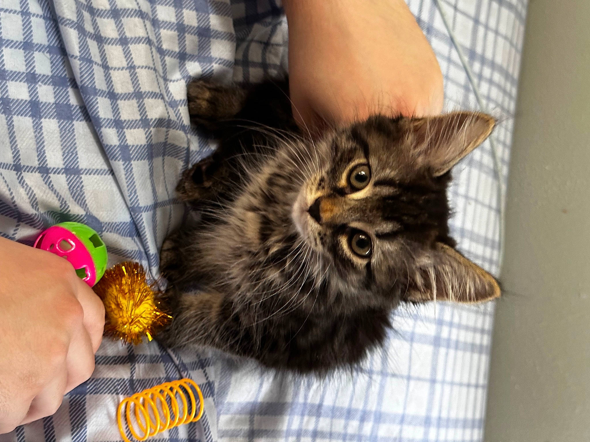 Romeo is registered to the contest to win money with this photo: carnivore, cat, cat_supply, claw, comfort, domestic_short_haired_cat, felidae, fur, paw, pet_supply, small_to_medium_sized_cats, tail, terrestrial_animal, whiskers, wrist