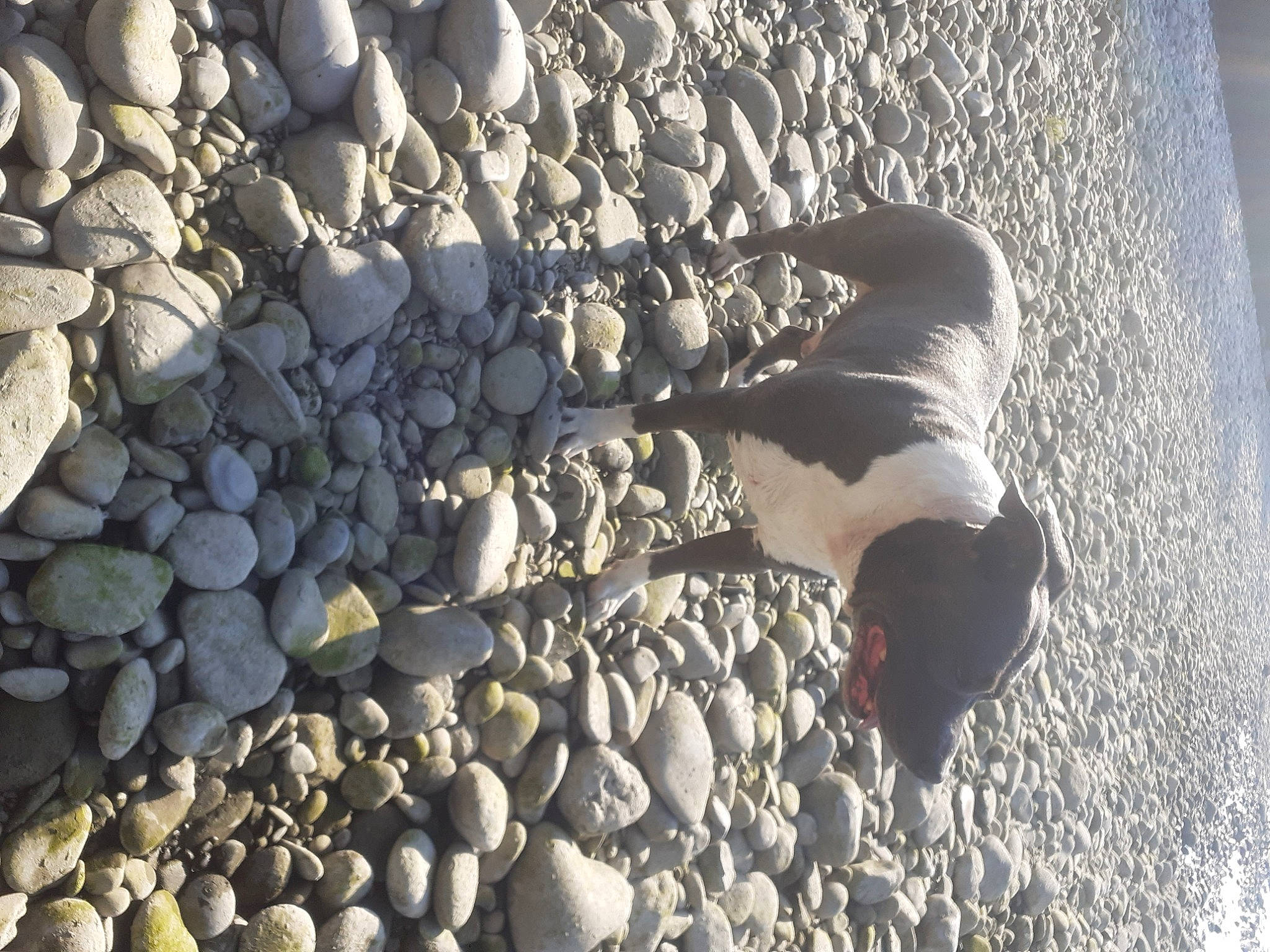 Mino participe au concours pour gagner de l'argent avec cette photo : bird, gravel, pebble, rock
