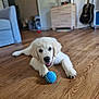 Artus a rejoint le concours — aidez-le/la à gagner de superbes lots ! puppy, dog, white_dog, tennis_ball, wooden_floor, indoor, living_room, pet, playful, cute, young_dog, furniture, guitar, blurry_background, home, flooring, animal, canine, toy, relaxed