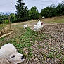 Artus a rejoint le concours — aidez-le/la à gagner de superbes lots ! puppy, dog, turkey, bird, white, grass, gravel, outdoor, nature, trees, cloudy_sky, fence, animal, farm, young_animal, curious, pets, walking, ground, wildlife