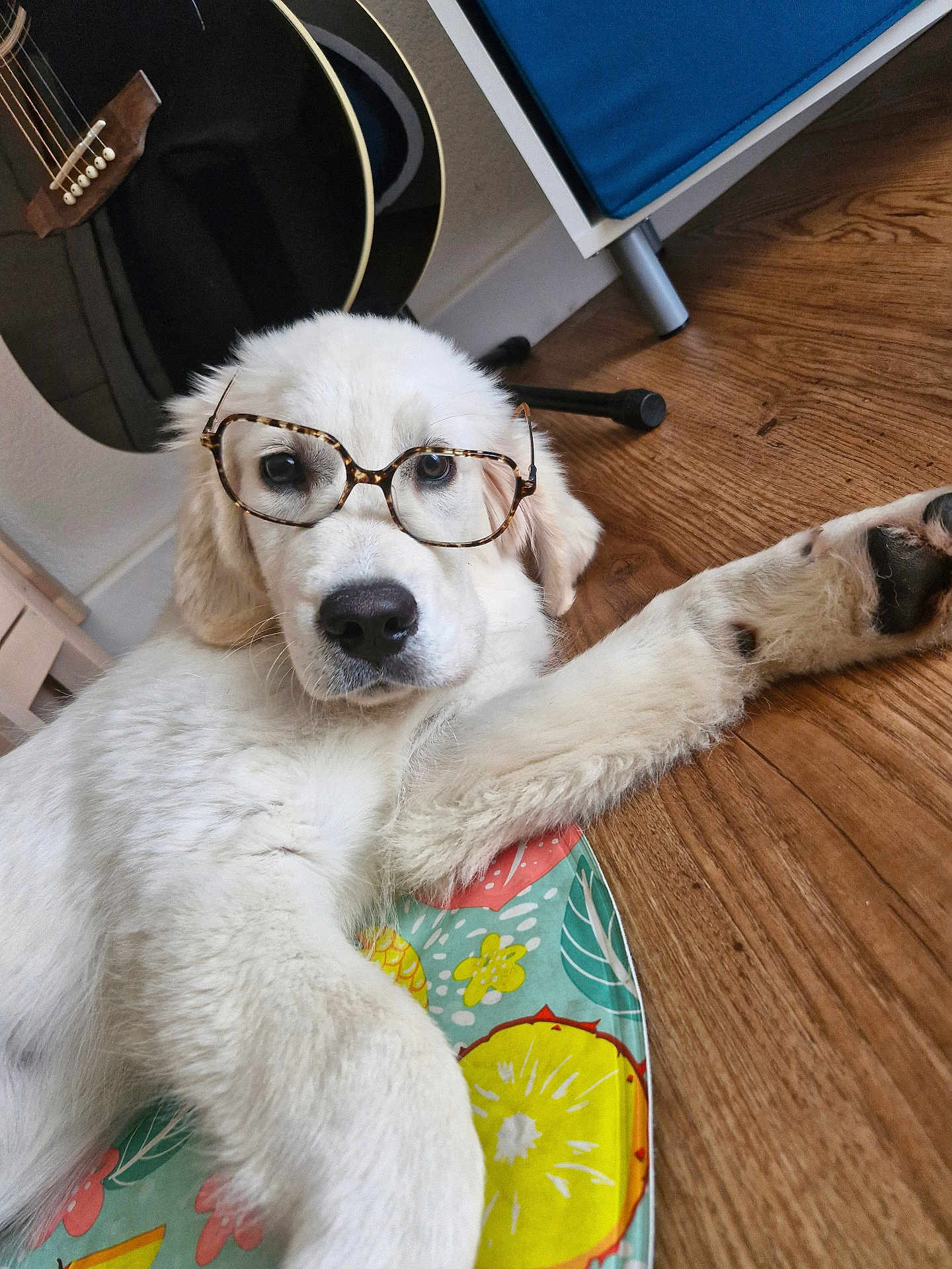 Artus participe au concours pour gagner de l'argent avec cette photo : dog, glasses, white_fur, puppy, floor, wood_floor, guitar, mat, colorful, indoor, pet, cute, laying_down, animal, ears, nose, paw, fur, home, relaxed