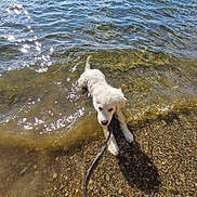 Artus a rejoint le concours — aidez-le/la à gagner de superbes lots ! puppy, dog, water, lake, leash, outdoor, nature, sunlight, pebbles, reflection, pet, animal, young, playful, summer, shallow_water, fur, canine, adorable, daytime