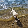 puppy, dog, water, lake, leash, outdoor, nature, sunlight, pebbles, reflection, pet, animal, young, playful, summer, shallow_water, fur, canine, adorable, daytime