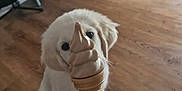 Artus participe au concours pour gagner de l'argent avec cette photo : puppy, dog, golden_retriever, toy, ice_cream_cone, hand, wooden_floor, living_room, furniture, television, guitar, curious, pet, indoor, cute, playful, brown_floor, white_dog, focus, home