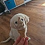 puppy, dog, golden_retriever, toy, ice_cream_cone, hand, wooden_floor, living_room, furniture, television, guitar, curious, pet, indoor, cute, playful, brown_floor, white_dog, focus, home