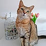 Nala participe au concours pour gagner de l'argent avec cette photo : abyssinian, angora, animal, art, cat, floraldesign, flower, flowerarrangement, flowerbouquet, geranium, graphics, ikebana, kitten, manx, pattern, pet, petal, plant, pottedplant, rose
