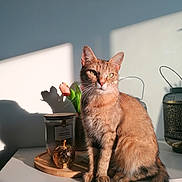 Nala a rejoint le concours — aidez-le/la à gagner de superbes lots ! abyssinian, animal, art, cat, cookware, desk, flower, flowerarrangement, furniture, hardwood, ikebana, kitten, manx, painting, pet, plant, pottedplant, pottery, table, wood