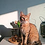 abyssinian, animal, art, cat, cookware, desk, flower, flowerarrangement, furniture, hardwood, ikebana, kitten, manx, painting, pet, plant, pottedplant, pottery, table, wood