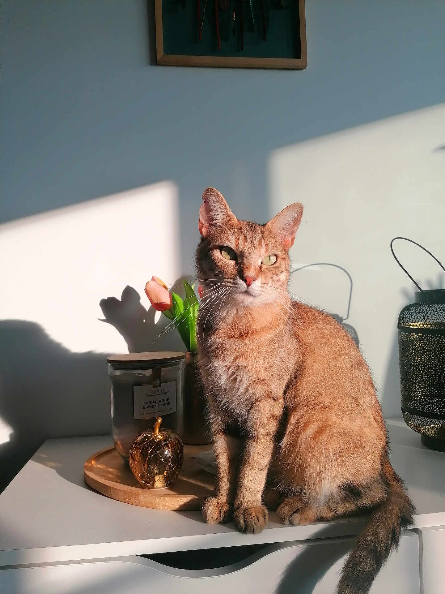 Nala a rejoint le concours — aidez-le/la à gagner de superbes lots ! abyssinian, animal, art, cat, cookware, desk, flower, flowerarrangement, furniture, hardwood, ikebana, kitten, manx, painting, pet, plant, pottedplant, pottery, table, wood
