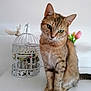 Nala participe au concours pour gagner de l'argent avec cette photo : abyssinian, angora, animal, art, cage, cat, floraldesign, flower, flowerarrangement, flowerbouquet, geranium, graphics, ikebana, kitten, lamp, manx, pattern, pet, plant, rose