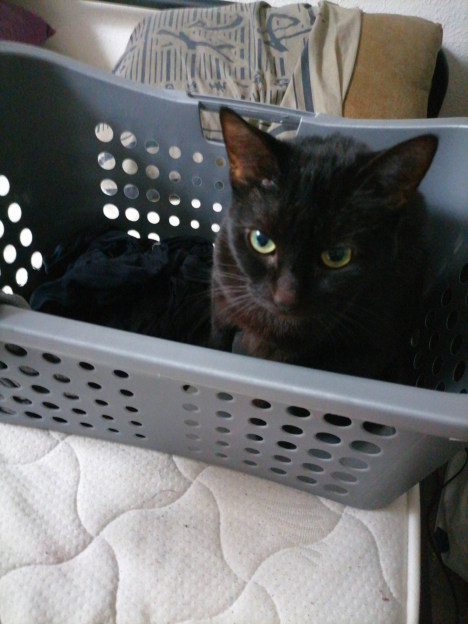 Era a rejoint le concours — aidez-le/la à gagner de superbes lots ! audio_equipment, basket, black, black_cat, box, cardboard, carnivore, cat, comfort, couch, domestic_short_haired_cat, felidae, fur, grey, linens, room, small_to_medium_sized_cats, whiskers, white, wood