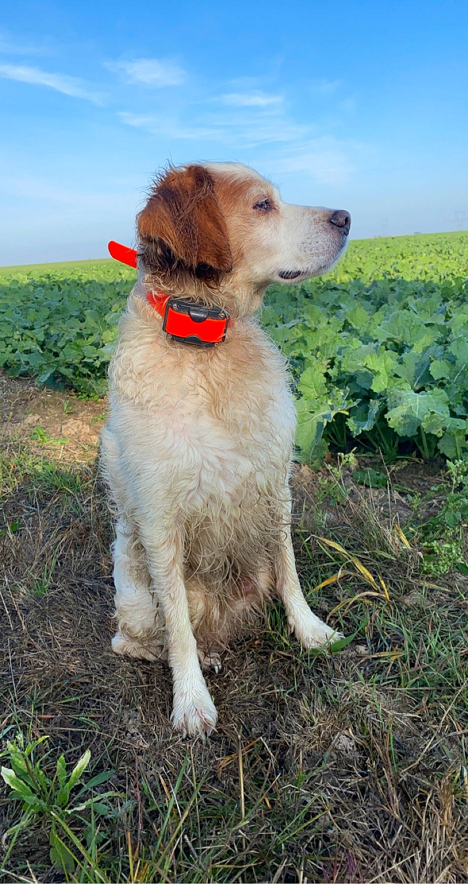 Garfield a rejoint le concours — aidez-le/la à gagner de superbes lots ! canidae, carnivore, companion_dog, dog, dog_breed, fawn, golden_retriever, hunting_dog, mammal, plant, retriever, sporting_group, vertebrate