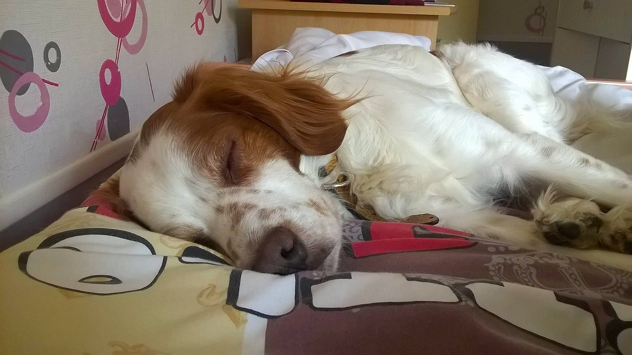 Garfield a rejoint le concours — aidez-le/la à gagner de superbes lots ! american_cocker_spaniel, canidae, carnivore, clumber_spaniel, companion_dog, dog, dog_breed, ear, english_springer_spaniel, irish_red_and_white_setter, mammal, nap, nose, puppy, puppy_love, russian_spaniel, sleep, snout, spaniel, sporting_group