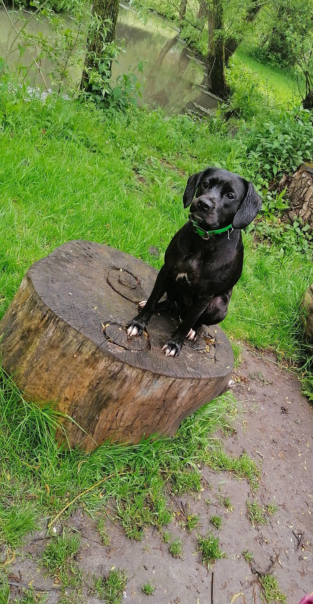 Lei-k a rejoint le concours — aidez-le/la à gagner de superbes lots ! art, automotive_tire, canidae, carnivore, companion_dog, dog, dog_breed, dog_collar, environmental_art, grass, groundcover, gun_dog, liver, plant, sporting_group, terrestrial_animal, tree, trunk, wood, working_animal