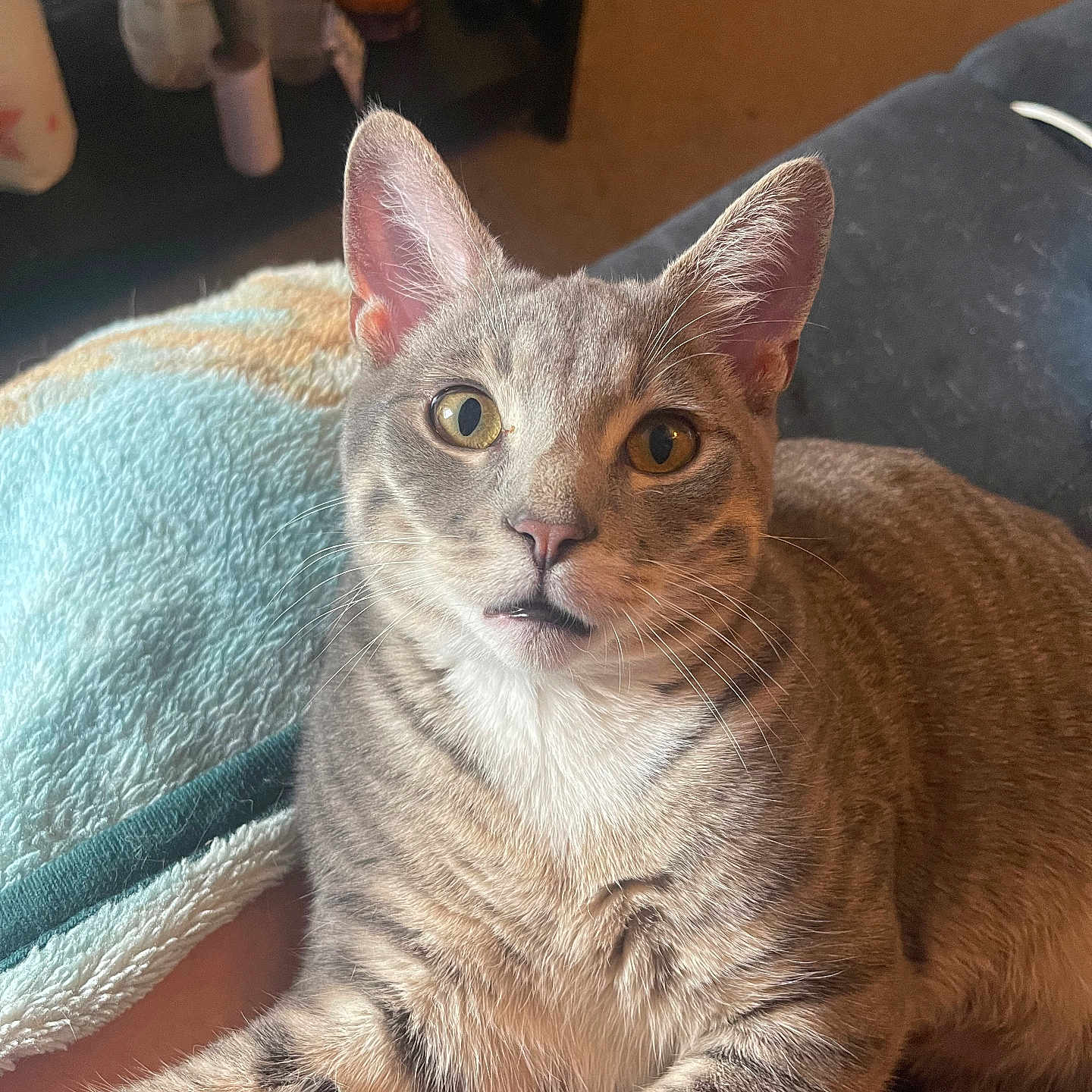 Smokey is registered to the contest to win money with this photo: animal, blanket, cat, closeup, comfort, couch, cute, domestic_animal, ears, eyes, face, fur, furniture, gray_cat, indoor, pet, relaxed, resting, tabby, whiskers