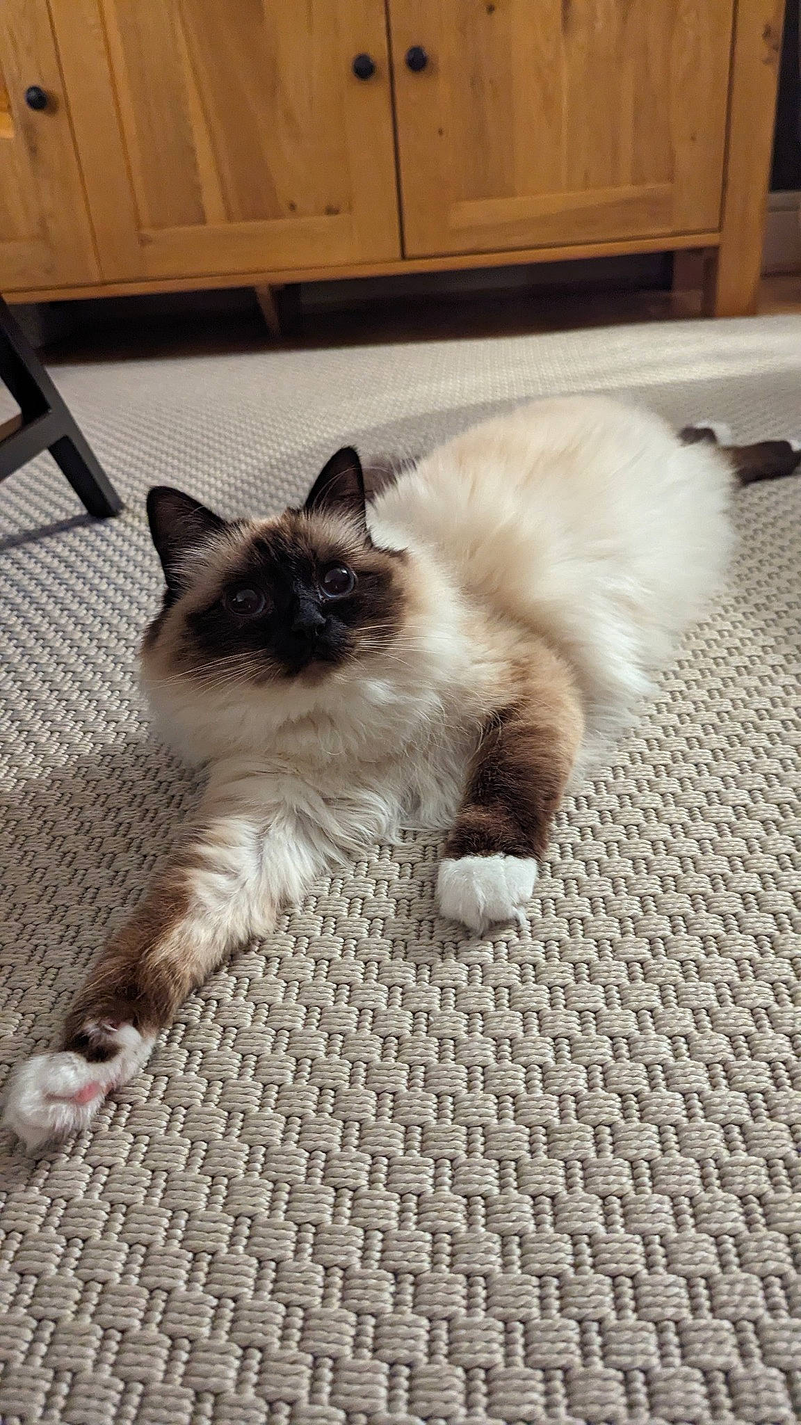 Migo joined the competition — help win amazing prizes! birman, cabinetry, carnivore, cat, comfort, fawn, felidae, floor, flooring, foot, fur, grey, hardwood, siamese, small_to_medium_sized_cats, snout, tail, thai, whiskers, wood