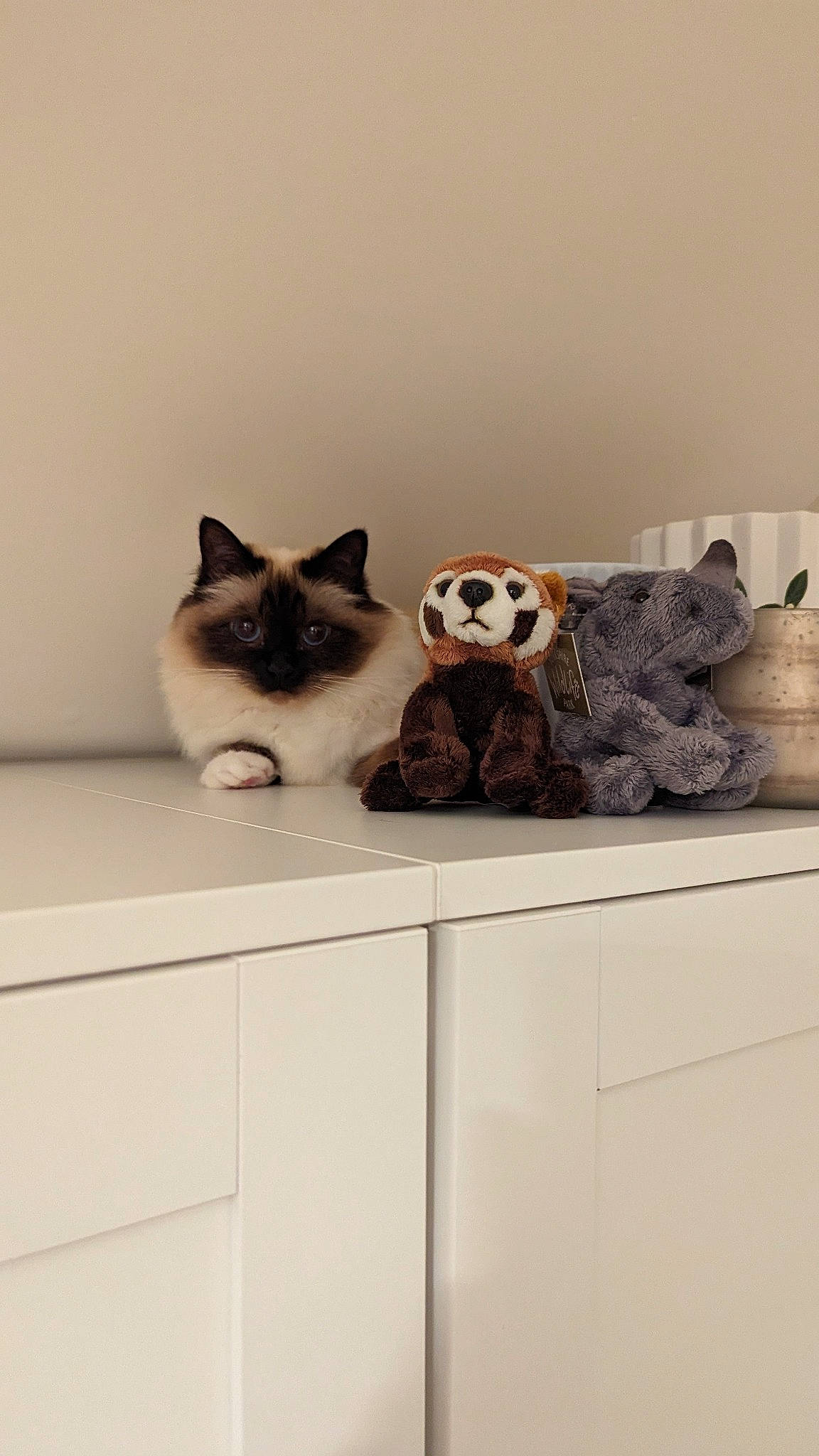 Migo joined the competition — help win amazing prizes! birman, cabinetry, carnivore, cat, drawer, felidae, flooring, fur, grey, hardwood, mammal, room, shelving, siamese, small_to_medium_sized_cats, stuffed_toy, tail, toy, whiskers, wood