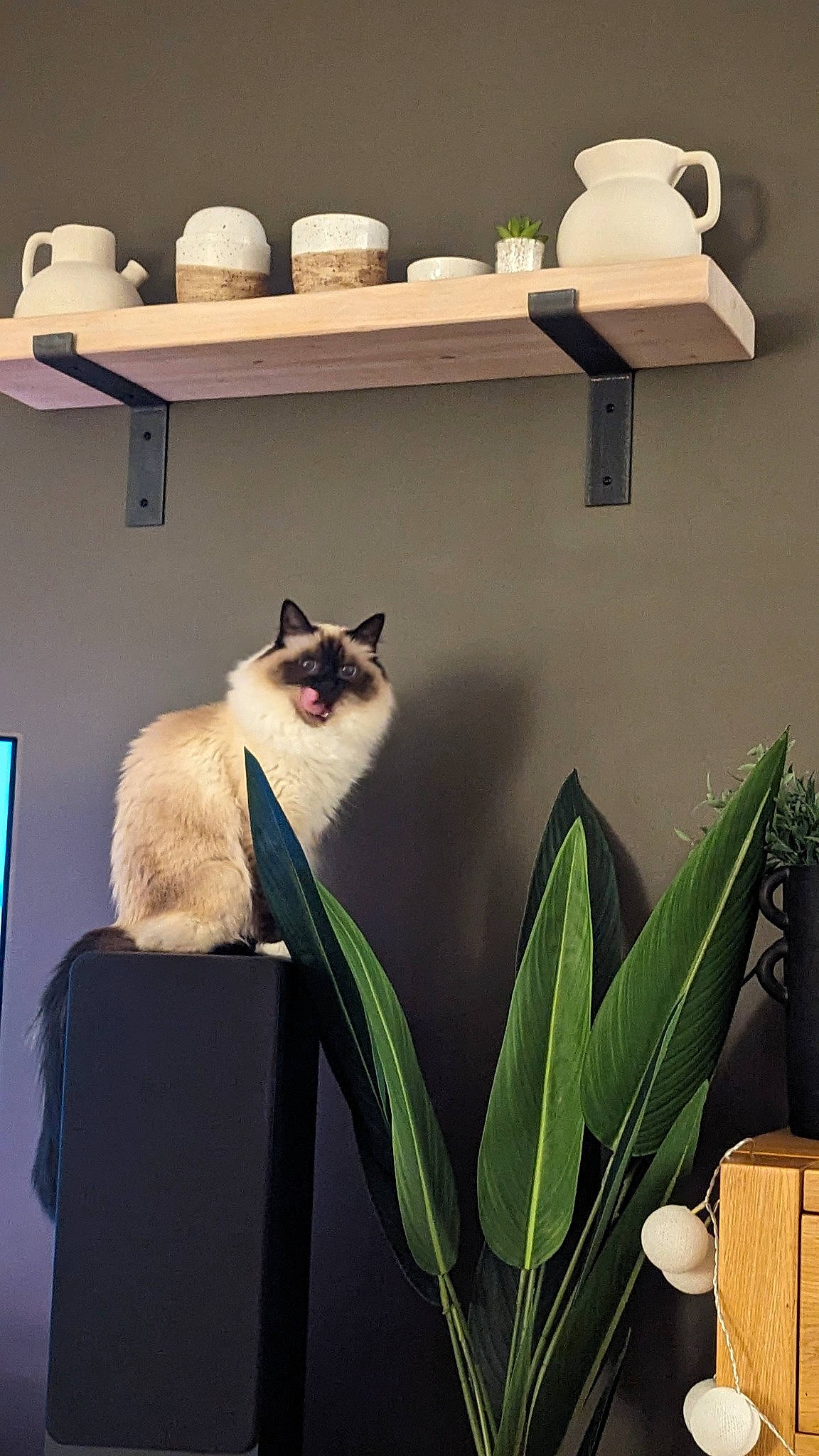 Migo is registered to the contest to win money with this photo: carnivore, cat, domestic_short_haired_cat, felidae, flooring, fur, grass, grey, houseplant, interior_design, plant, room, shelf, shelving, small_to_medium_sized_cats, tail, terrestrial_plant, whiskers, window, wood