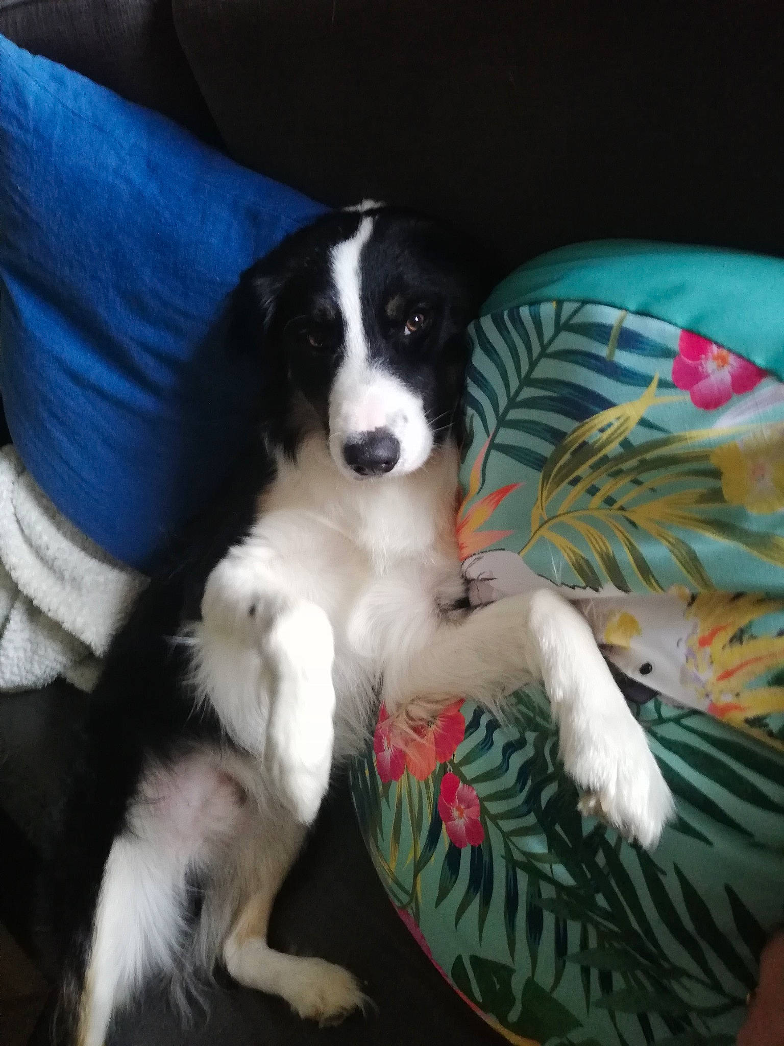 Oslo participe au concours pour gagner de l'argent avec cette photo : border_collie, canidae, carnivore, companion_dog, dog, dog_breed, mammal, puppy, rare_breed_dog, sporting_group, vertebrate