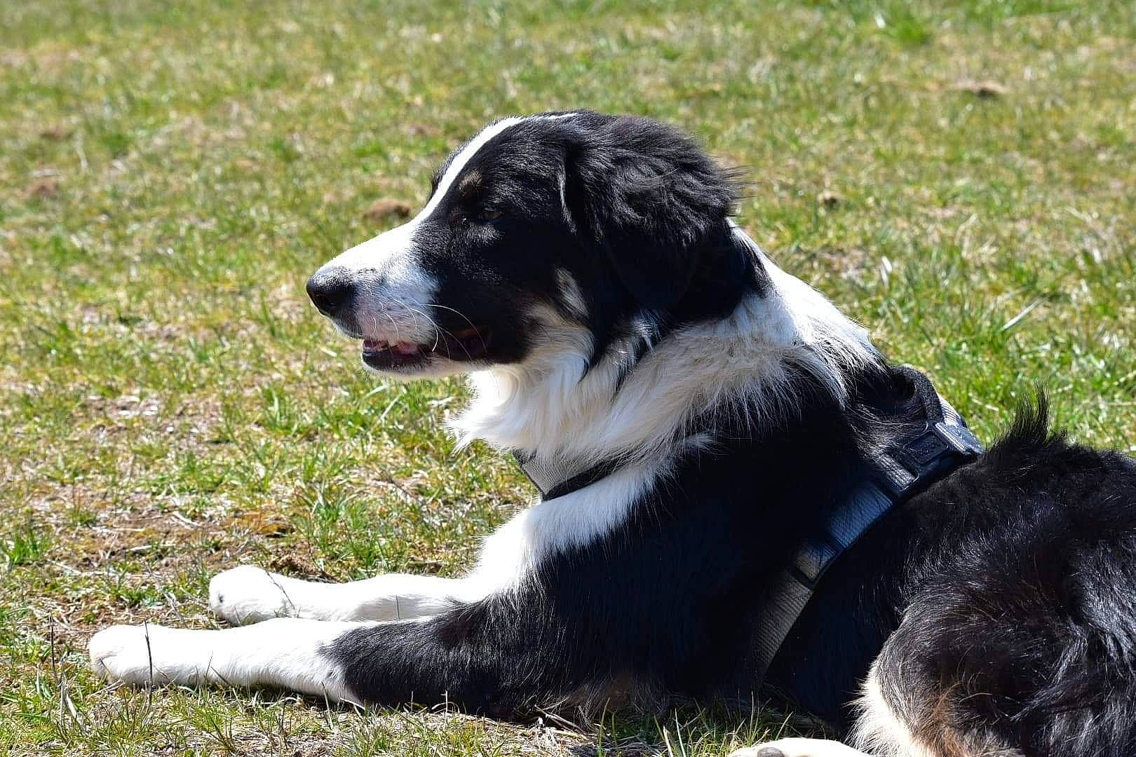 Oslo a rejoint le concours — aidez-le/la à gagner de superbes lots ! australian_collie, border_collie, bucovina_shepherd_dog, canidae, carnivore, companion_dog, dog, dog_breed, english_shepherd, herding_dog, karakachan_dog, landseer, mammal, rare_breed_dog, sporting_group, stabyhoun, tornjak, vertebrate, welsh_sheepdog, working_dog