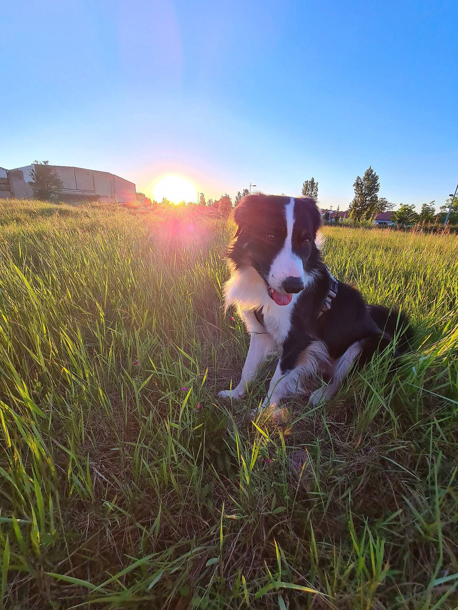 Oslo participe au concours pour gagner de l'argent avec cette photo : border_collie, canidae, carnivore, dog, dog_breed, drentse_patrijshond, english_springer_spaniel, field, grass, grass_family, grassland, meadow, morning, pasture, plant, sky, sporting_group, spring, summer, sunlight