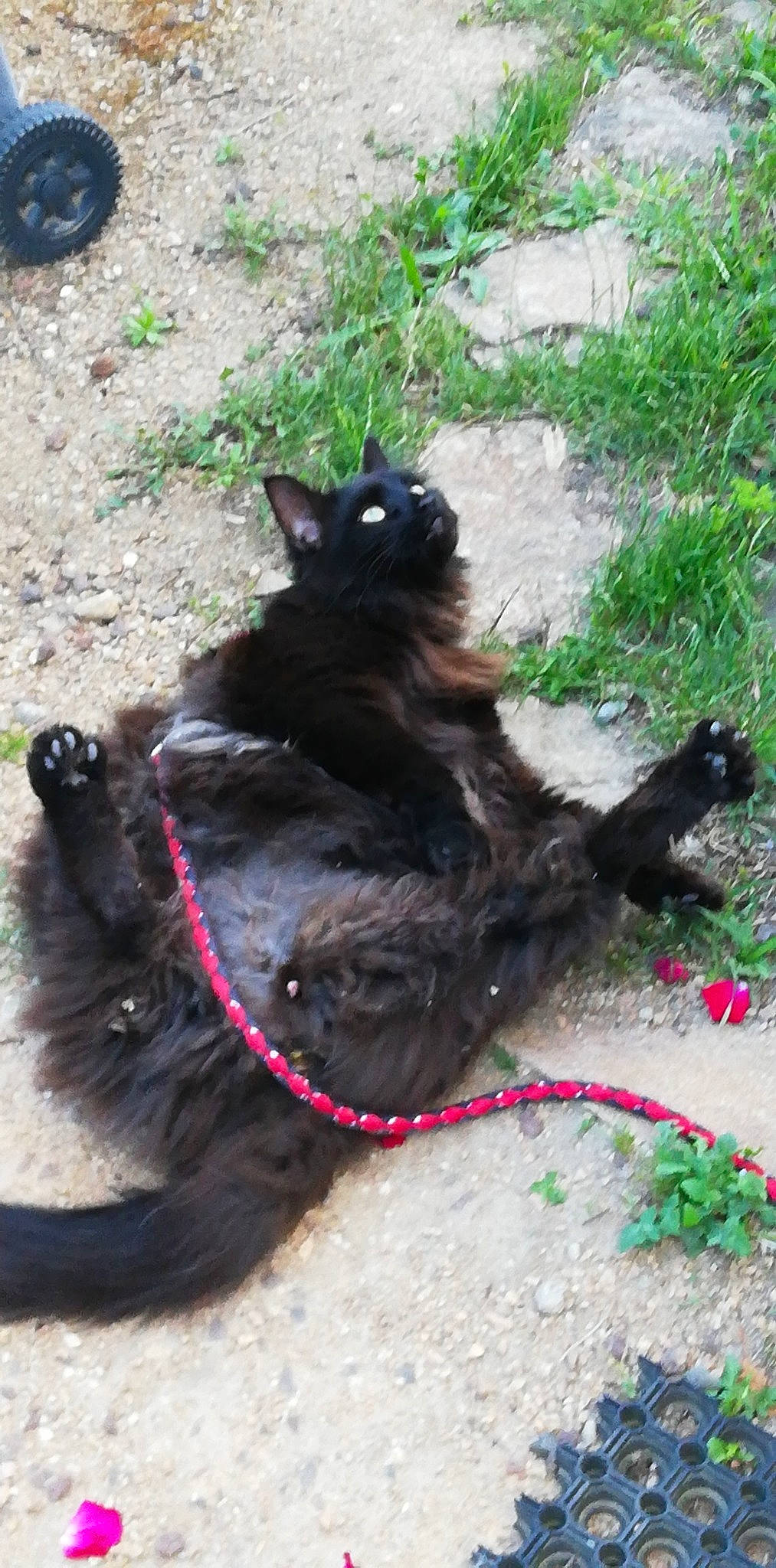 Gribouille participe au concours pour gagner de l'argent avec cette photo : black_cat, canidae, carnivore, cat, dog, dog_breed, felidae, groenendael, small_to_medium_sized_cats, sporting_group, tail