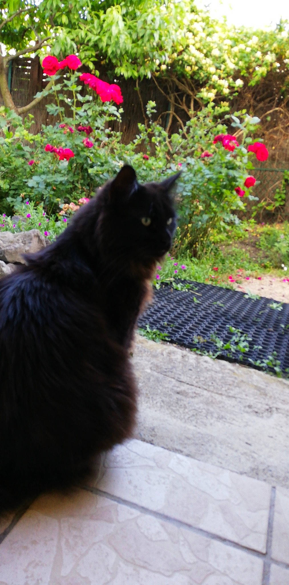 Gribouille a rejoint le concours — aidez-le/la à gagner de superbes lots ! black, black_cat, carnivore, cat, domestic_long_haired_cat, domestic_short_haired_cat, felidae, flower, fur, grass, leaf, nebelung, norwegian_forest_cat, plant, small_to_medium_sized_cats, spring, sunlight, tail, tree, whiskers