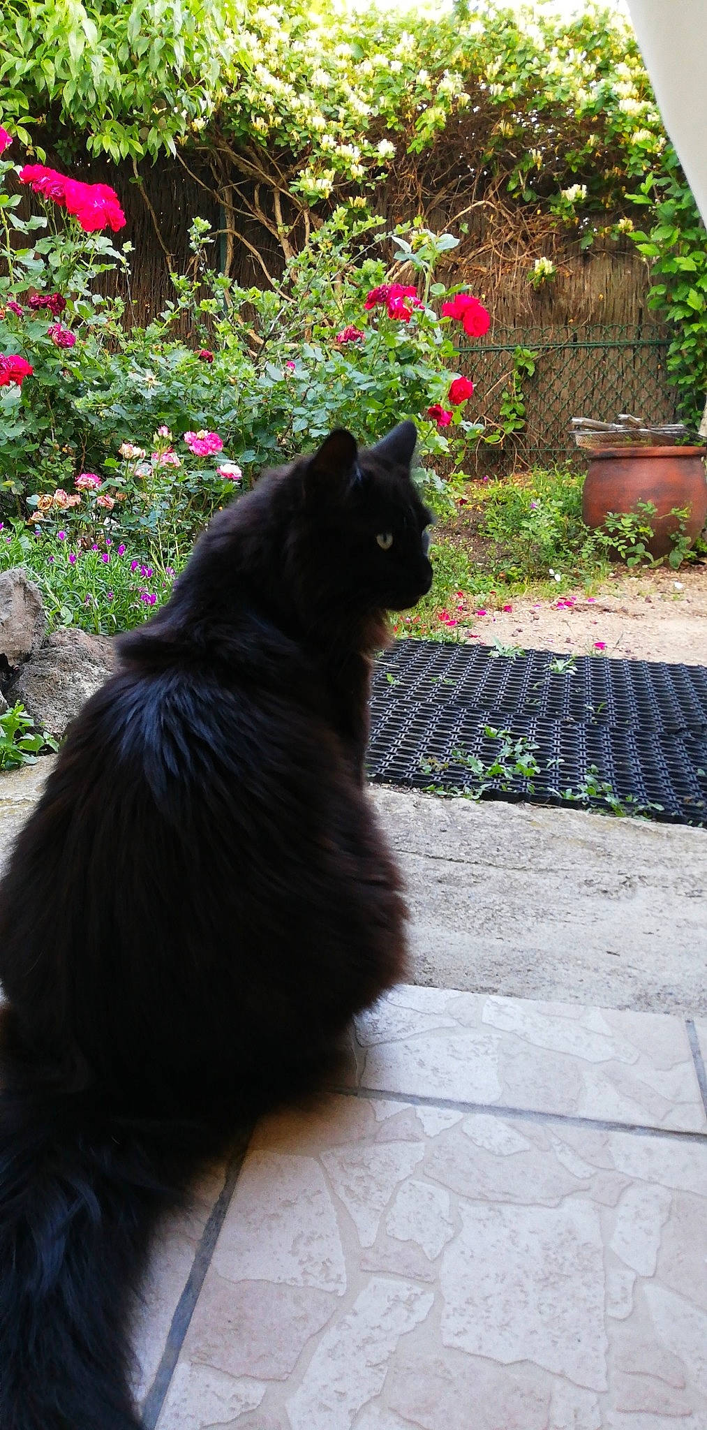 Gribouille a rejoint le concours — aidez-le/la à gagner de superbes lots ! black, black_cat, bombay, carnivore, cat, domestic_long_haired_cat, domestic_short_haired_cat, felidae, flower, fur, grass, leaf, nebelung, norwegian_forest_cat, plant, small_to_medium_sized_cats, spring, tail, whiskers