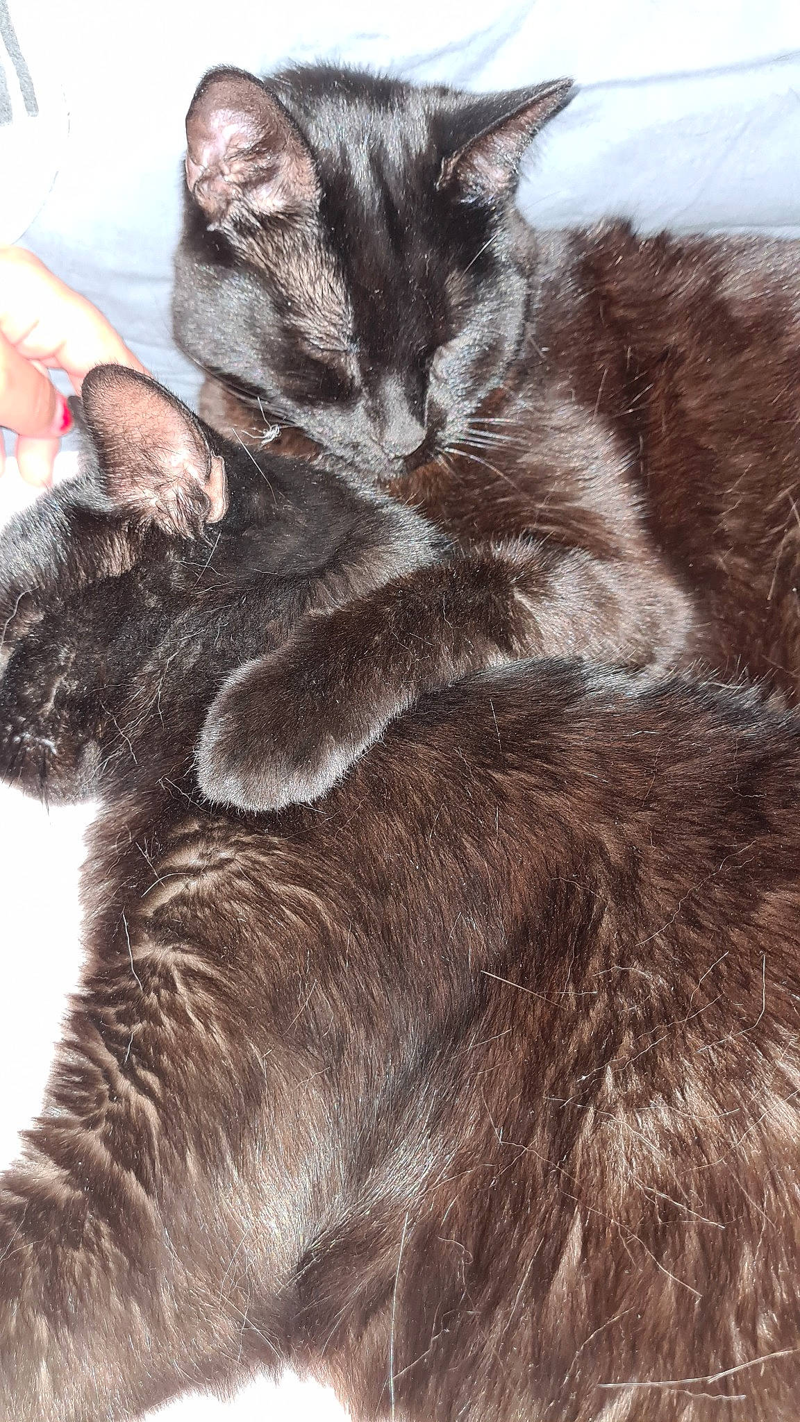 Kinaï et koda participe au concours pour gagner de l'argent avec cette photo : asian, carnivore, cat, domestic_short_haired_cat, drawing, ear, european_shorthair, felidae, fur, illustration, kitten, norwegian_forest_cat, oriental_longhair, small_to_medium_sized_cats, snout, tail, whiskers