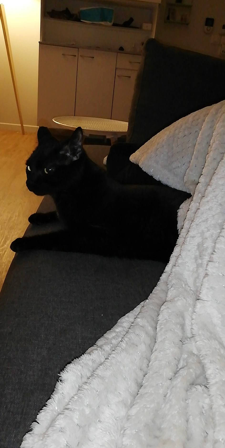 Kinaï et koda a rejoint le concours — aidez-le/la à gagner de superbes lots ! black, black_cat, carnivore, cat, felidae, floor, flooring, fur, leg, linens, room, small_to_medium_sized_cats, tail, whiskers