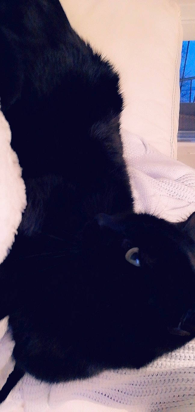 Kinaï et koda a rejoint le concours — aidez-le/la à gagner de superbes lots ! black, black_cat, canidae, carnivore, cat, dog, ear, felidae, fur, puppy, sky, small_to_medium_sized_cats, tail, whiskers