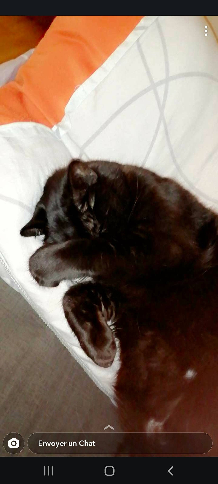 Kinaï et koda participe au concours pour gagner de l'argent avec cette photo : black_cat, burmese, carnivore, cat, domestic_short_haired_cat, ear, felidae, fur, havana_brown, kitten, nap, sleep, small_to_medium_sized_cats, snout, tail, whiskers