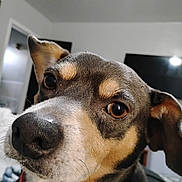 Cooper joined the competition — help win amazing prizes! dog, pet, close_up, indoor, curious, brown, black, white, fur, collar, animal, canine, face, ears, whiskers, portrait, looking, expression, house, room