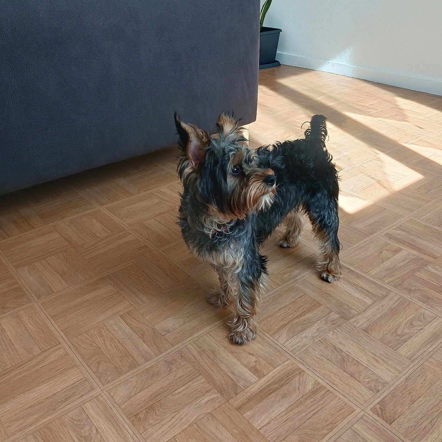 Mylo a rejoint le concours — aidez-le/la à gagner de superbes lots ! affenpinscher, airedale, animal, architecture, building, canine, couch, dog, furniture, hardwood, indoors, interiordesign, livingroom, pet, plant, plywood, poodle, puppy, terrier, wood