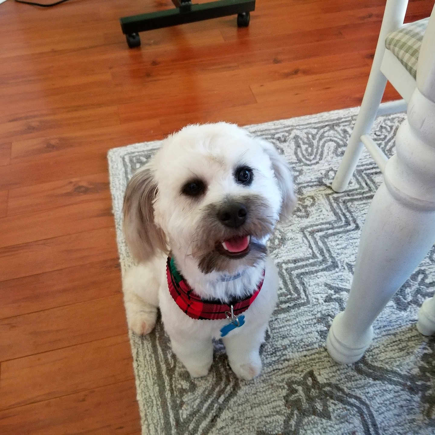 Jax joined the competition — help win amazing prizes! animal, collar, cute, dog, domestic_animal, floor, furniture, happy, home, indoor, looking_up, pet, playful, puppy, rug, small_dog, smiling, table_leg, white_fur, wooden_floor