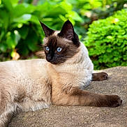 Lyra a rejoint le concours — aidez-le/la à gagner de superbes lots ! cat, siamese_cat, blue_eyes, pet, feline, animal, lying_down, lounging, outdoor, garden, greenery, foliage, stone, ledge, portrait, close_up, fur, whiskers, pointed_ears, relaxed