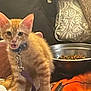 animal, cat_food, closeup, collar, cozy, cushion, domestic_cat, ears, fabric, feline, fur, indoor, kitten, leash, meowing, metal_bowl, orange_tabby, pet, whiskers, young_cat