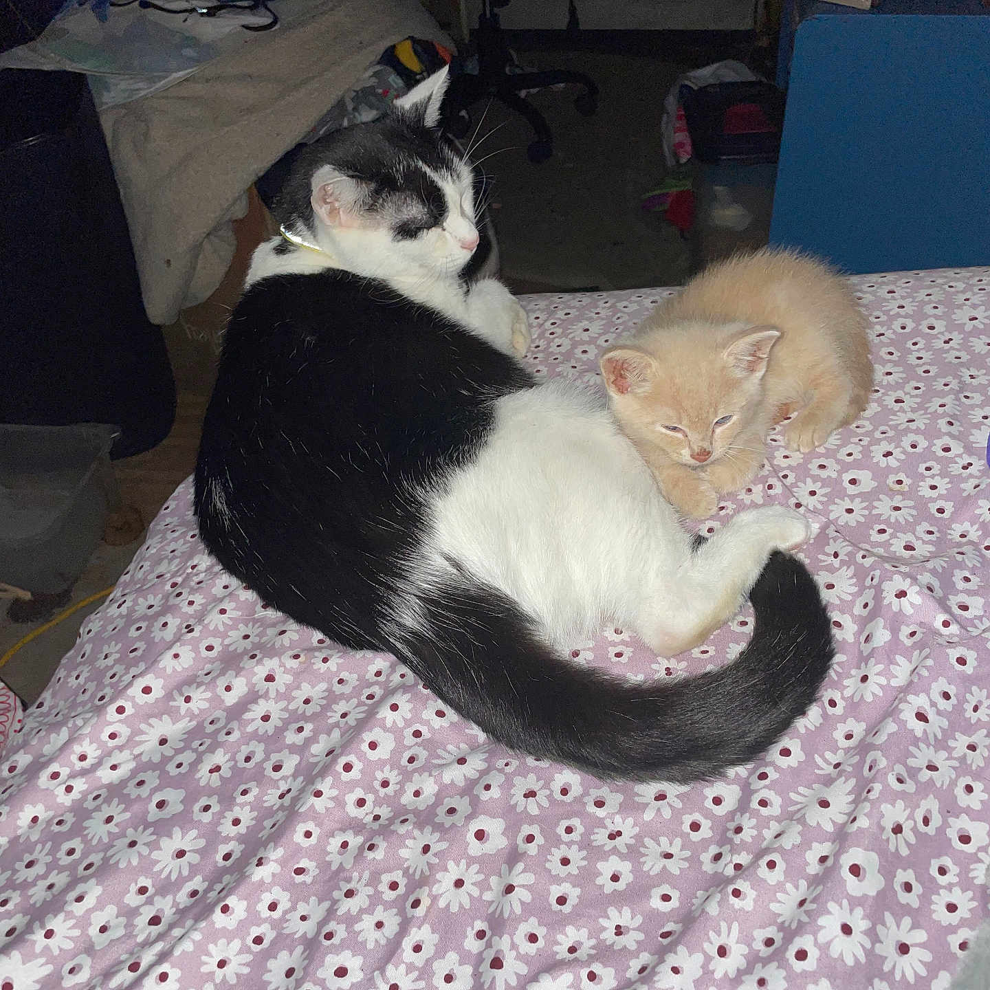 Draco And Snape is registered to the contest to win money with this photo: animal, bed, black_and_white_cat, blanket, cat, companion, cozy, cream_kitten, cute, cute_animals, domestic, feline, floral_pattern, fur, household, indoor, kitten, pet, resting, sleepy