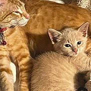 Snape And Dobby is registered to the contest to win money with this photo: animal, cat, closeup, collar, companions, cozy, cream_cat, cuddle, cute, ears, feline, fur, ginger_cat, indoor, kitten, paw, pets, relaxed, resting, whiskers