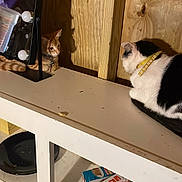 Dobby And Draco joined the competition — help win amazing prizes! black_and_white_cat, box, cat, clutter, collar, curious, domestic, feline, furniture, household, indoor, light_bulbs, orange_tabby, pets, resting, shelf, shoes, tabletop, vanity_mirror, wooden_wall