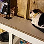 black_and_white_cat, box, cat, clutter, collar, curious, domestic, feline, furniture, household, indoor, light_bulbs, orange_tabby, pets, resting, shelf, shoes, tabletop, vanity_mirror, wooden_wall