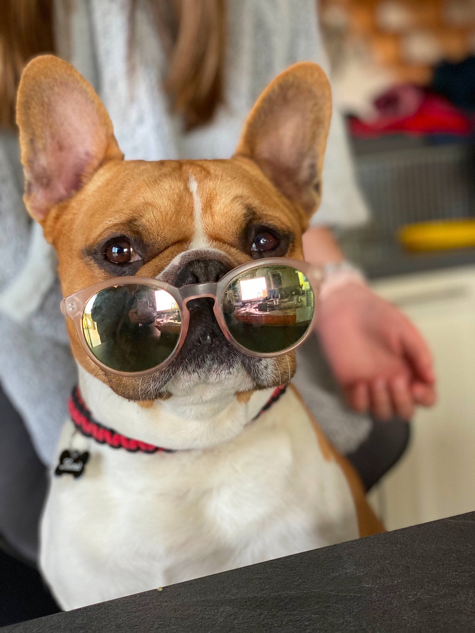 Lévis a rejoint le concours — aidez-le/la à gagner de superbes lots ! canidae, carnivore, chihuahua, collar, companion_dog, dog, dog_breed, dog_collar, ear, eyewear, fawn, glasses, goggles, snout, sporting_group, sunglasses, toy_dog, vision_care, whiskers, working_animal