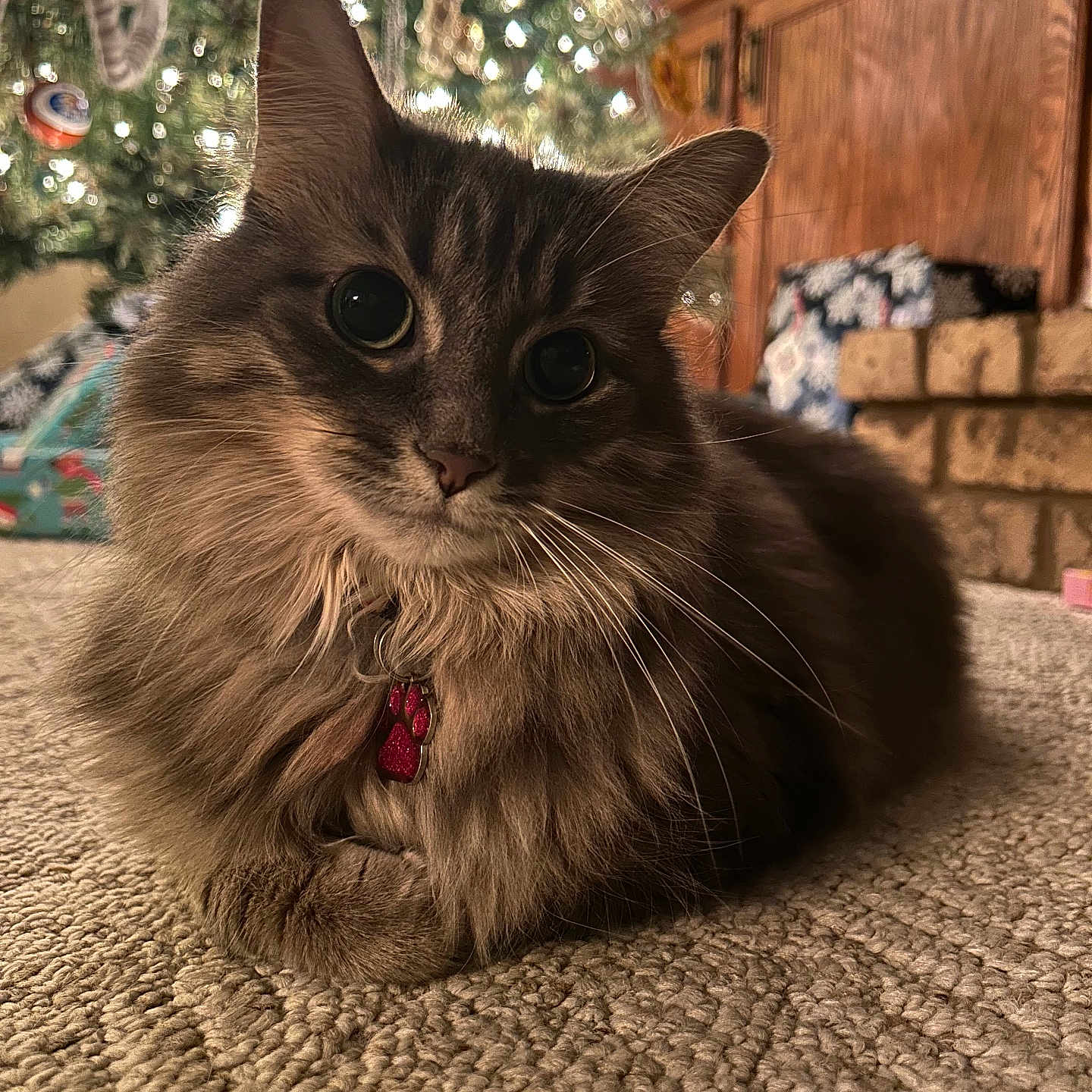 Gracie joined the competition — help win amazing prizes! animal, carpet, cat, christmas_tree, close_up, cozy, cute, domestic, eyes, fluffy, furniture, holiday, holiday_decor, indoor, ornaments, pet, relaxed, tag, whiskers, wooden_cabinet