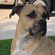 Beau joined the competition — help win amazing prizes! dog, pet, tan_dog, short_hair, floppy_ears, dark_muzzle, white_chest, sitting, outdoor, lawn, grass, driveway, parked_cars, vehicle, portrait, close_up, looking_at_camera, animal, daylight, residential